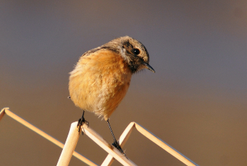 Stonechat